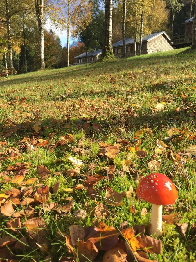 Chalet Le Forestier Büllingen Eksteriør billede